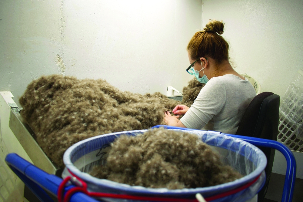 A woman wearing a face mask hand-cleans the remaining feathers off the eiderdown, at the King Eider company in Stykkisholmur, Iceland, on July 5, 2021. On a remote island in Breidafjordur Bay off the west coast of Iceland, a thousand-year-old harvest takes place, a hunt for elusive eiderdown, which is used to make some of the world's best duvets and quilts. The handpicked down sells for thousands of euros a kilogram, catering to those looking for exclusive products.