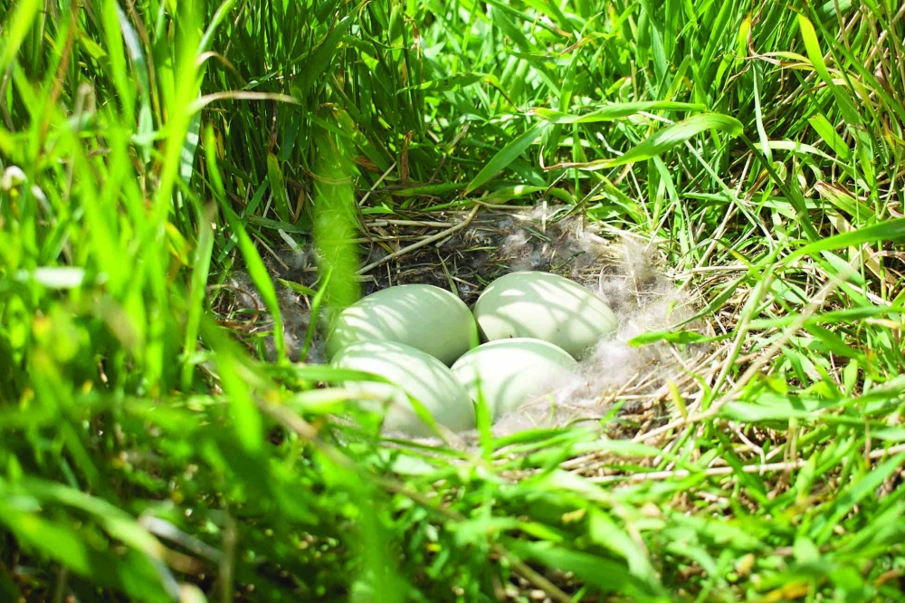 Four eggs lie in a eider nest filled with eiderdown on a meadow on the Bjarneyjar island, Breidafjordur Bay, Iceland, on July 4, 2021. On a remote island in Breidafjordur Bay off the west coast of Iceland, a thousand-year-old harvest takes place, a hunt for elusive eiderdown, which is used to make some of the world's best duvets and quilts. The handpicked down sells for thousands of euros a kilogram, catering to those looking for exclusive products.
 (Photo by Jeremie RICHARD / AFP)

