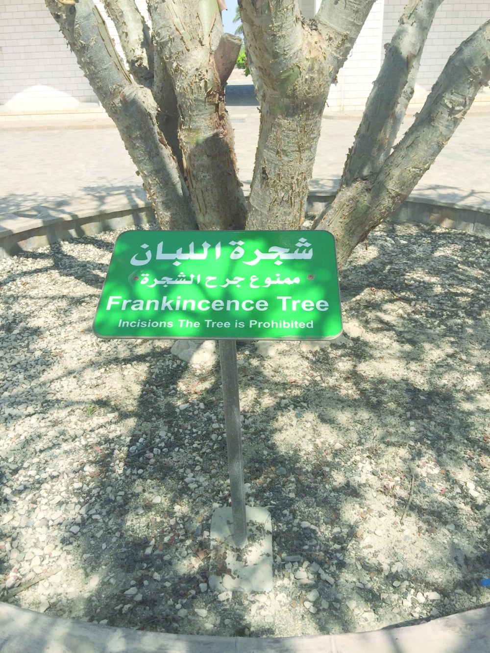 Salalah (2)