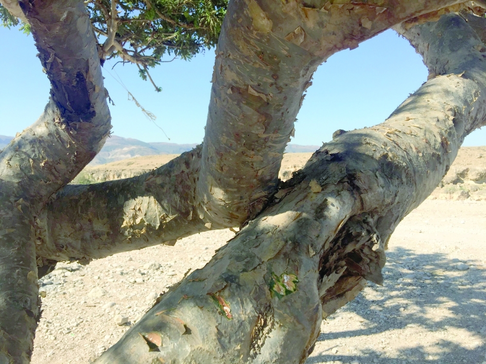 Salalah (3)