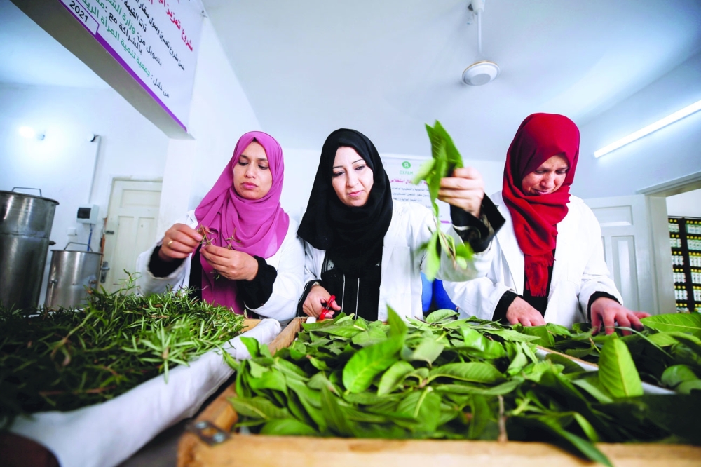 Palestinian women collect tree leaves in Gaza City. - Reuters

