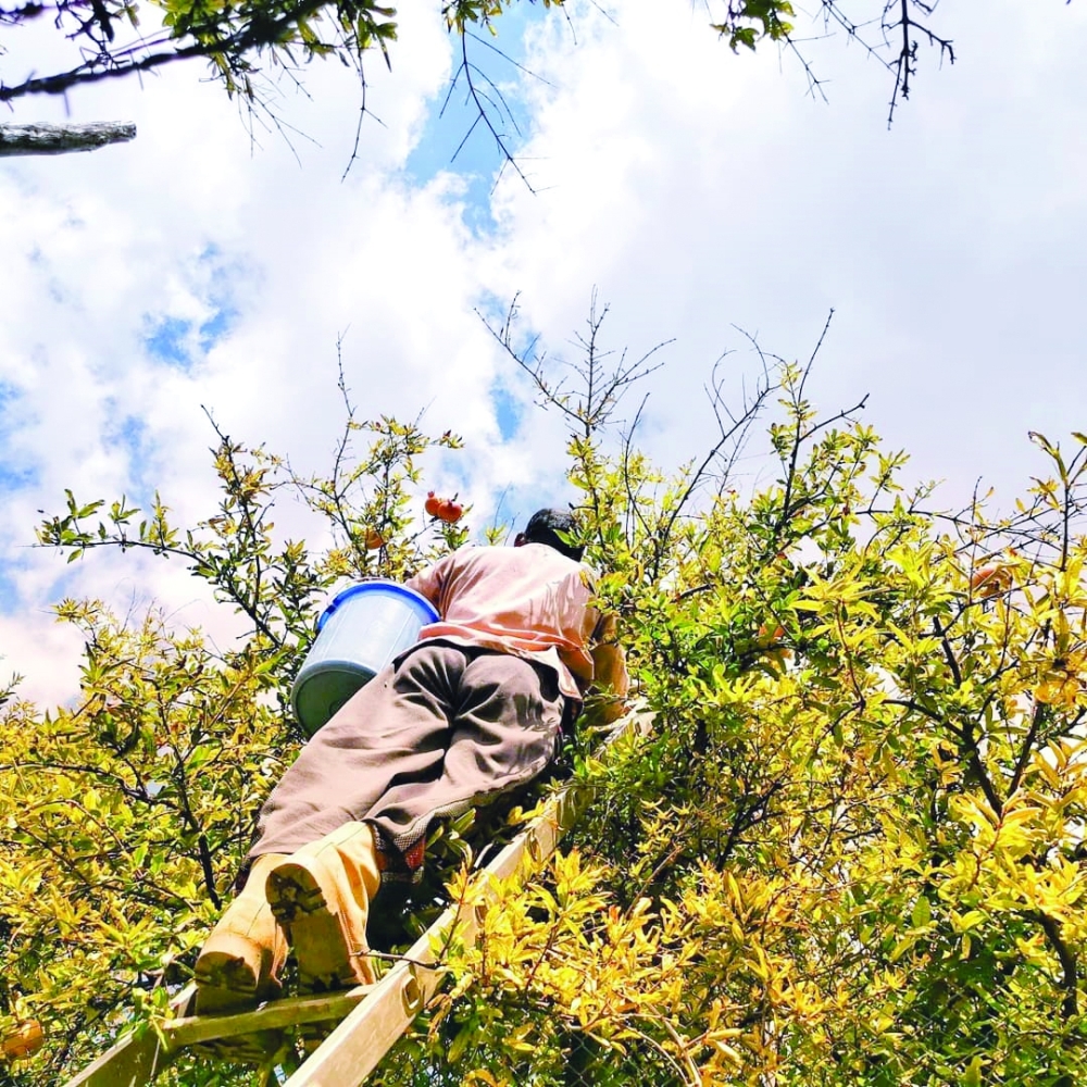 Pomegranate by Yeru Ebuen