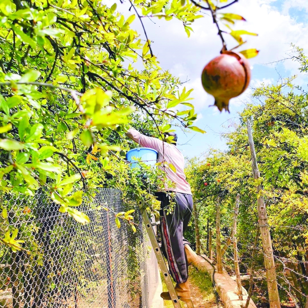 Pomegranate by Yeru Ebuen