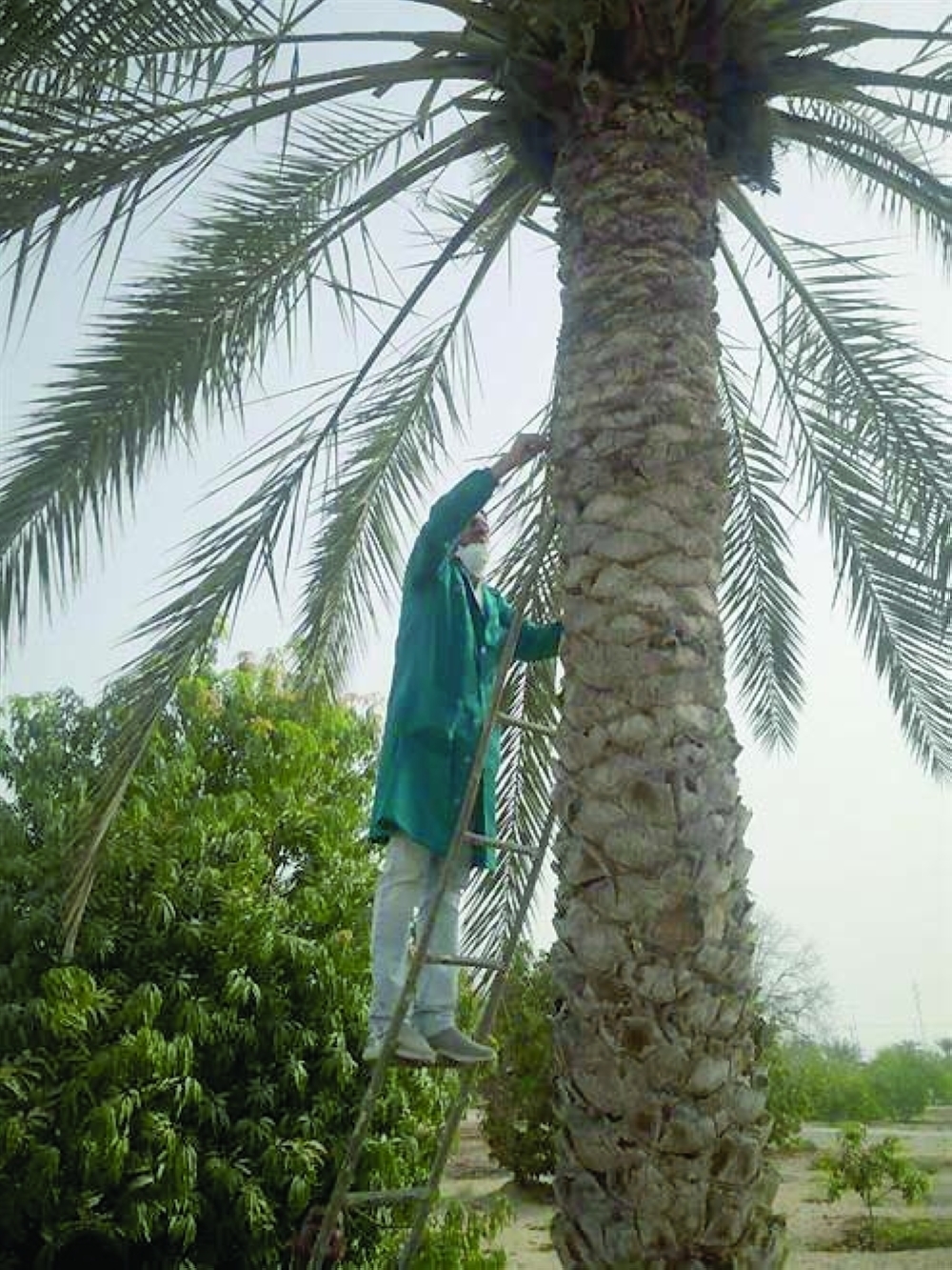 Date palm pest2