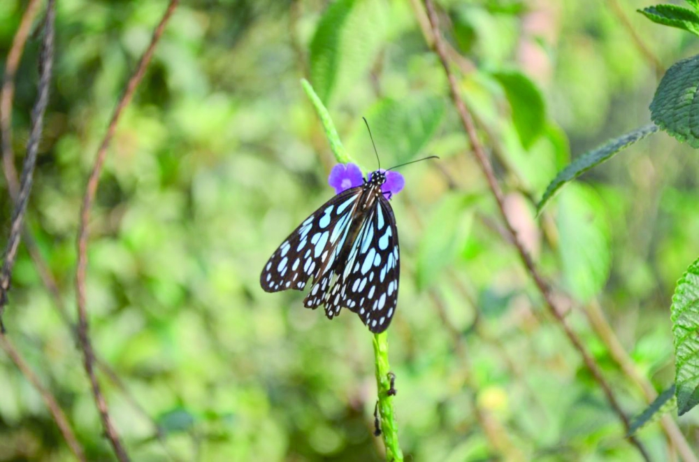 blue-tiger-butterfly-beauty_preview_e896