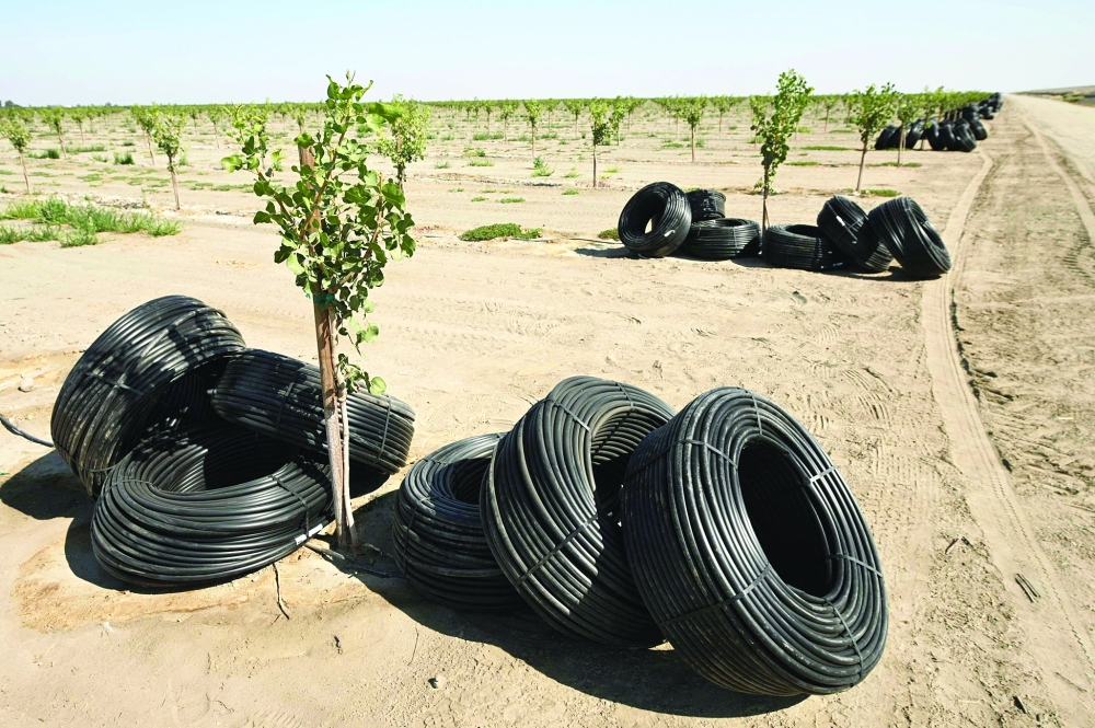 Irrigation tubing is seen piled up beside a young nut tree in the drought-stricken Central Valley near Corcoran, California. -- AFP