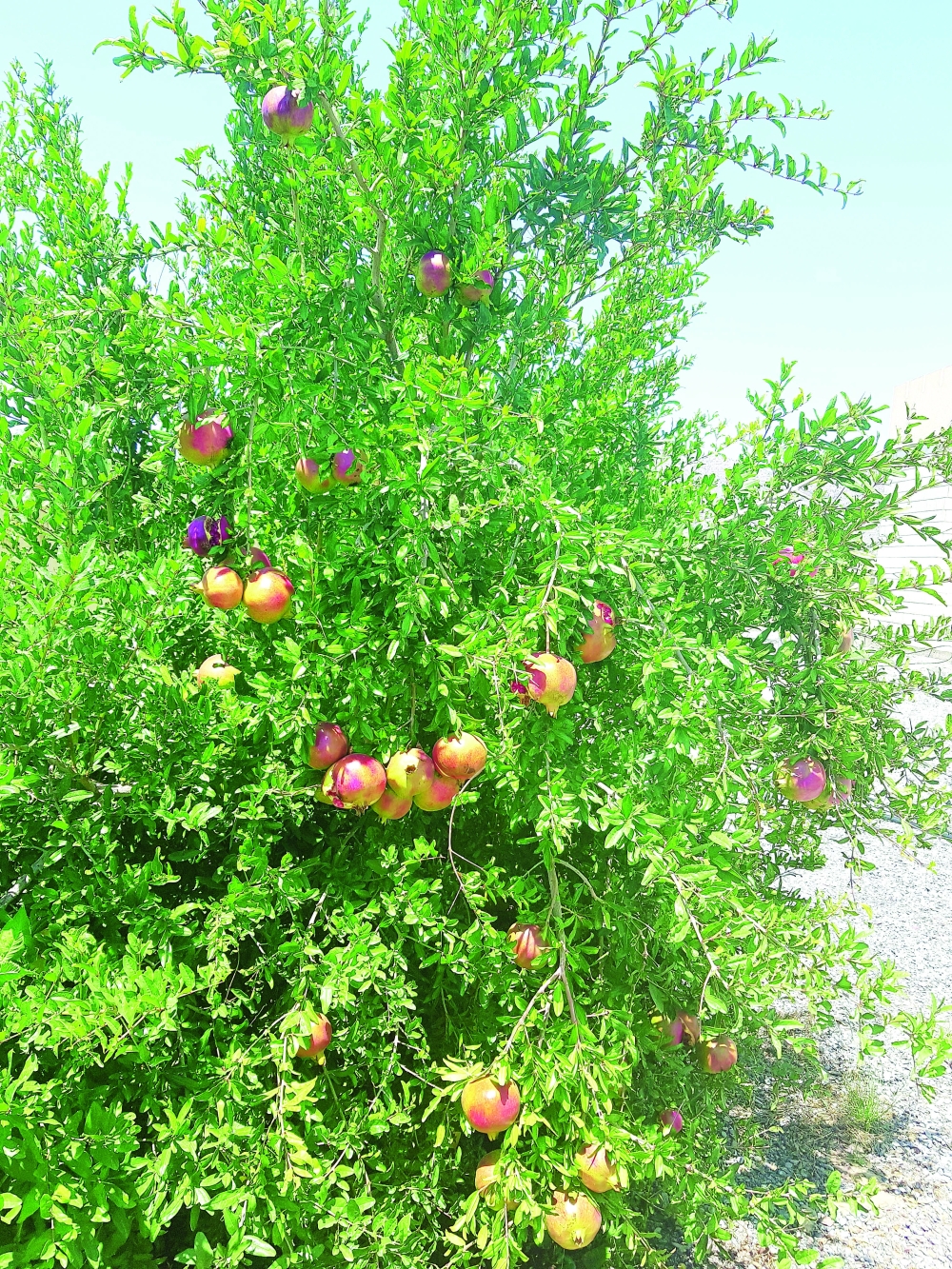pomegranate  (1)