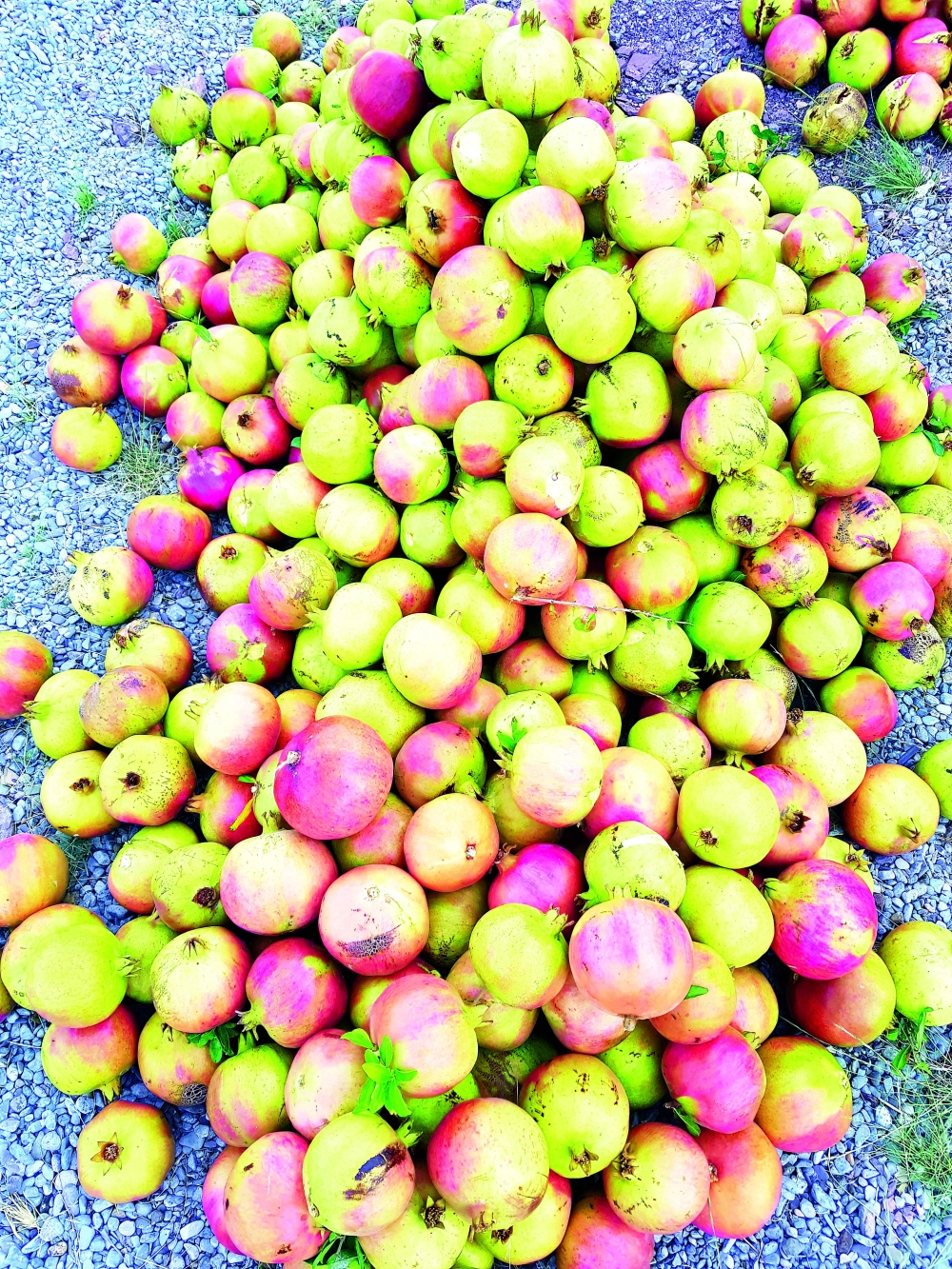 pomegranate  (2)