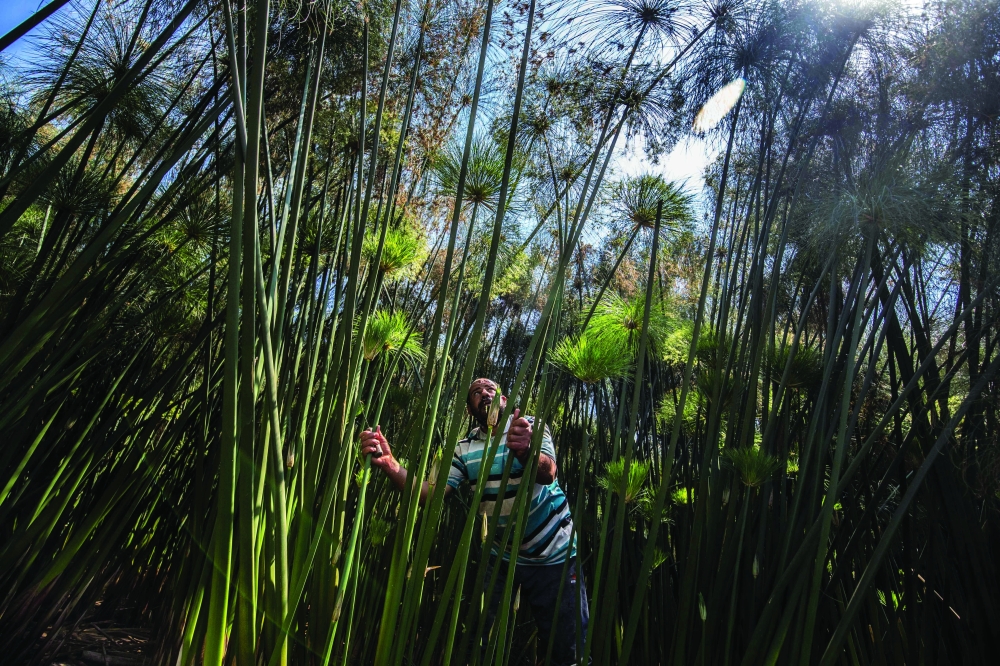 Abdel Mobdi Moussalam, 48, cuts papyrus reeds from his land in the village of al-Qaramous in Sharqiyah province, in Egypt's northern fertile Nile Delta region, northeast of the capital, on July 28, 2021. In the lush green fields of Egypt's fertile Delta Valley, farmers in the small village of In the lush green fields of Egypt's fertile Delta Valley, farmers in the small village of Al-Qaramus have kept alive the ancient Pharaonic tradition of making papyrus paper. In the 1970s, a plastic arts teacher taught the farmers how to reappropriate agricultural and artistic techniques dating back millenia to plant the valuable reed and transform it into brownish paper with ornate drawings and text. Al-Qaramus is now the largest hub of papyrus production nationwide, according to agricultural experts.