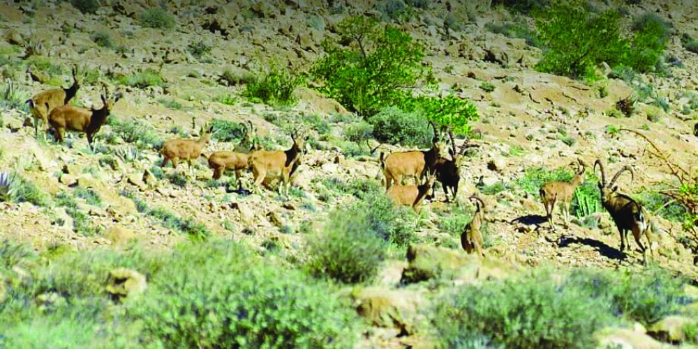 Nubian Ibex of Dhofar