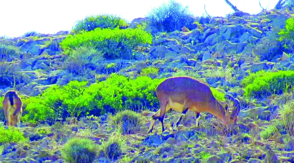 Nubian Ibex of Dhofar