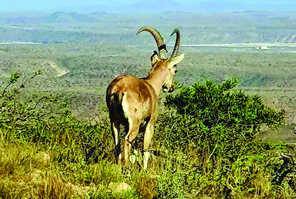 Nubian Ibex of Dhofar