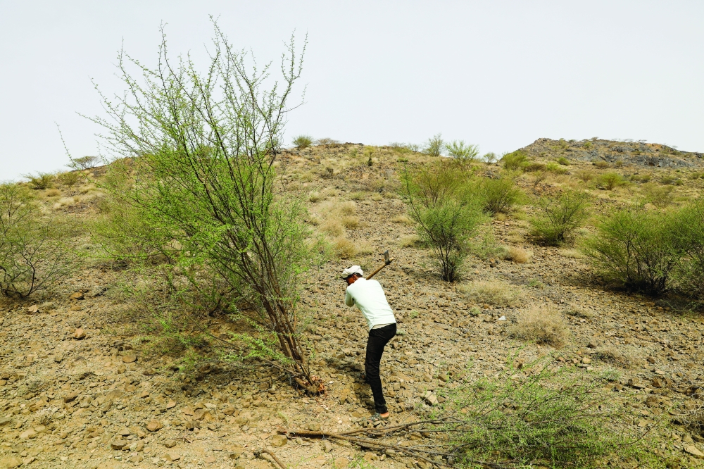 A lumberjack cuts a tree with an axe in Bajil district of Hodeida province. -- Reuters 