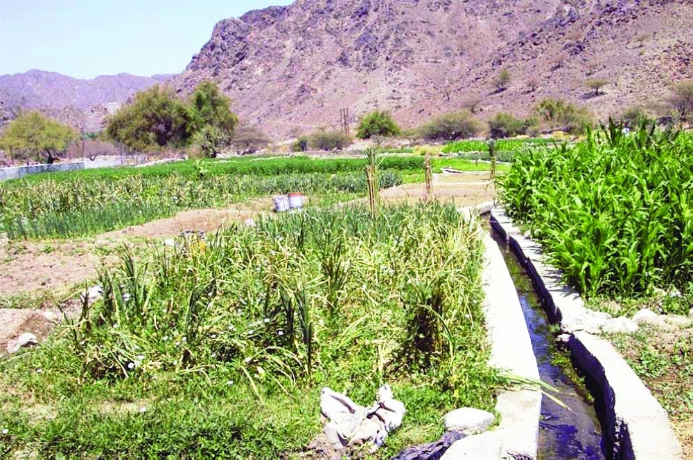 صور-قرية-وال-بينقل-3