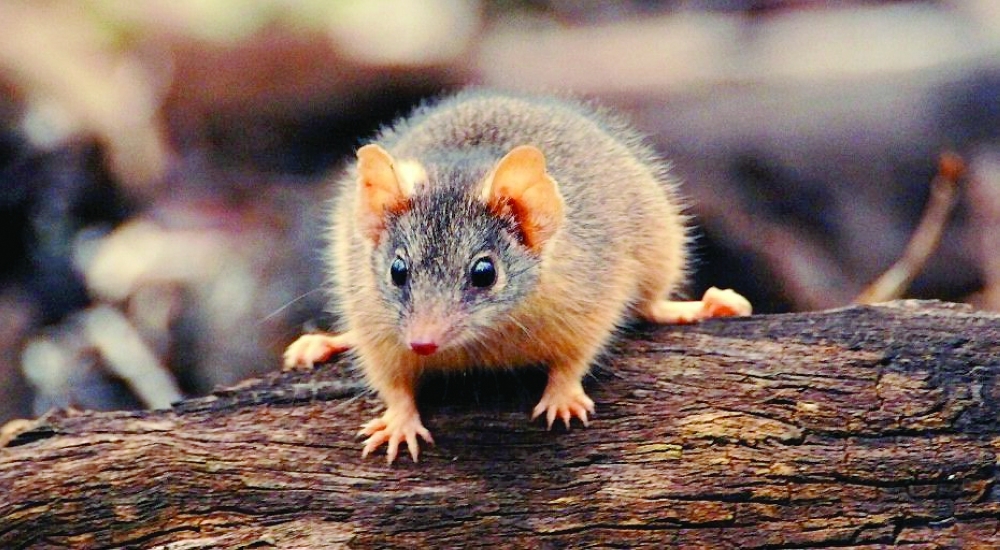 Antechinus