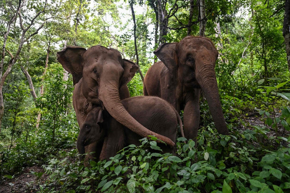Sri Lanka bans 'drunk driving' of elephants - Vimarsana News