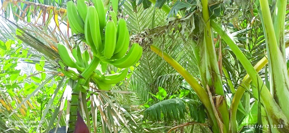 فلج-الفتح-بضنك-4