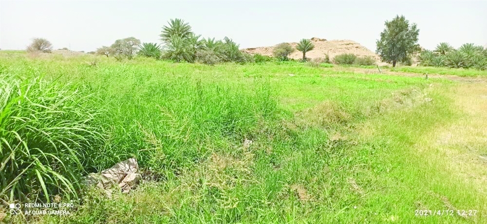 فلج-الفتح-بضنك-6