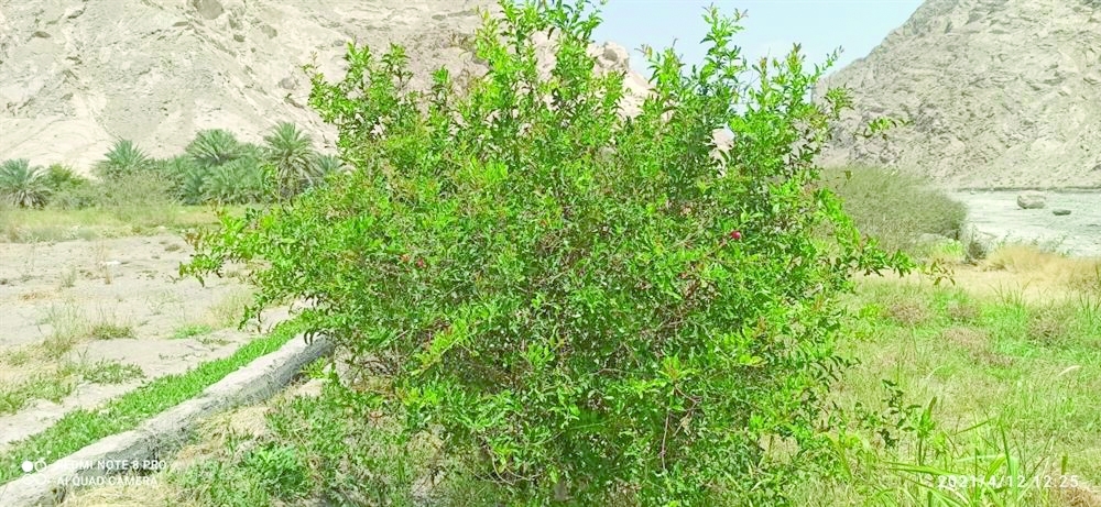 فلج-الفتح-بضنك