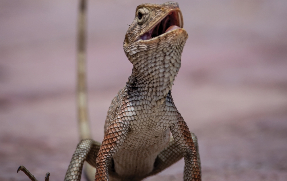 Oriental-garden-lizard-3