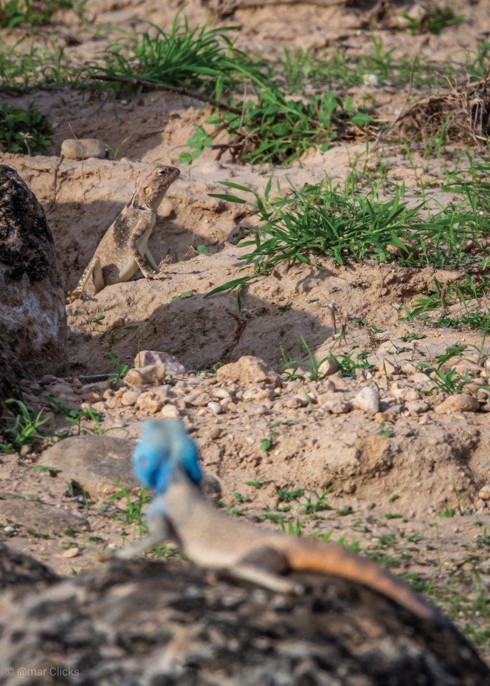 Desert-agama-(Male-&-Female)-2