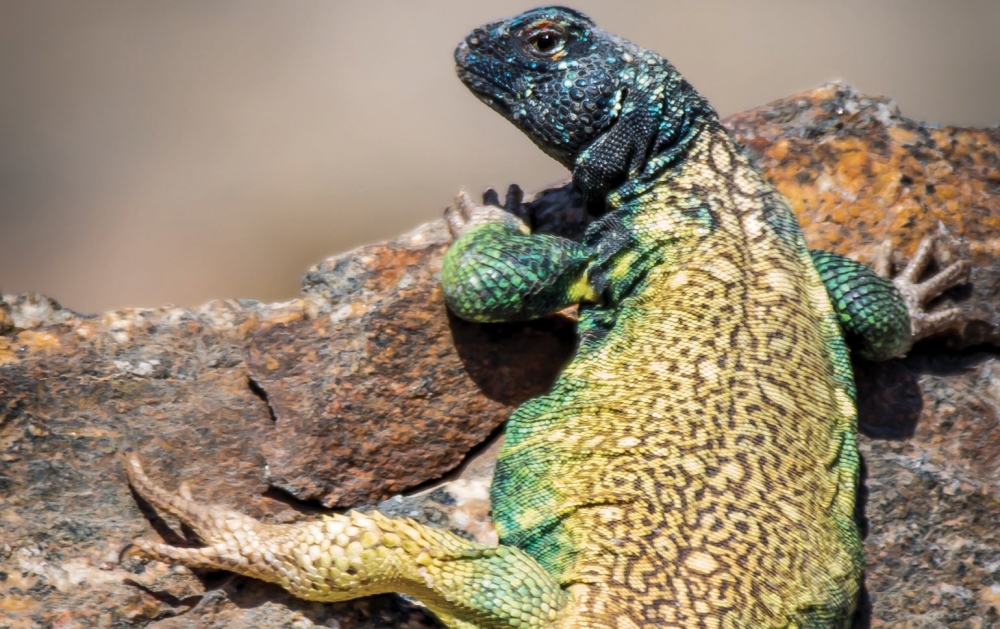 Spiny-tailed-Agama