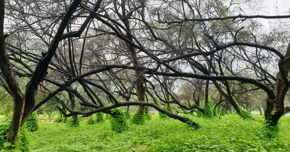 FB_IMG_1629627615421