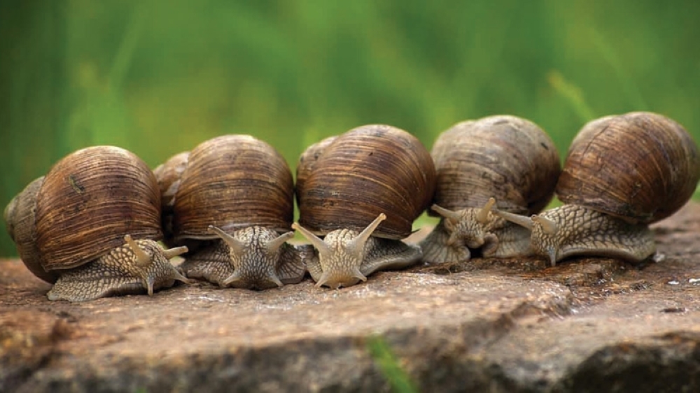 snails-2983235_1280
