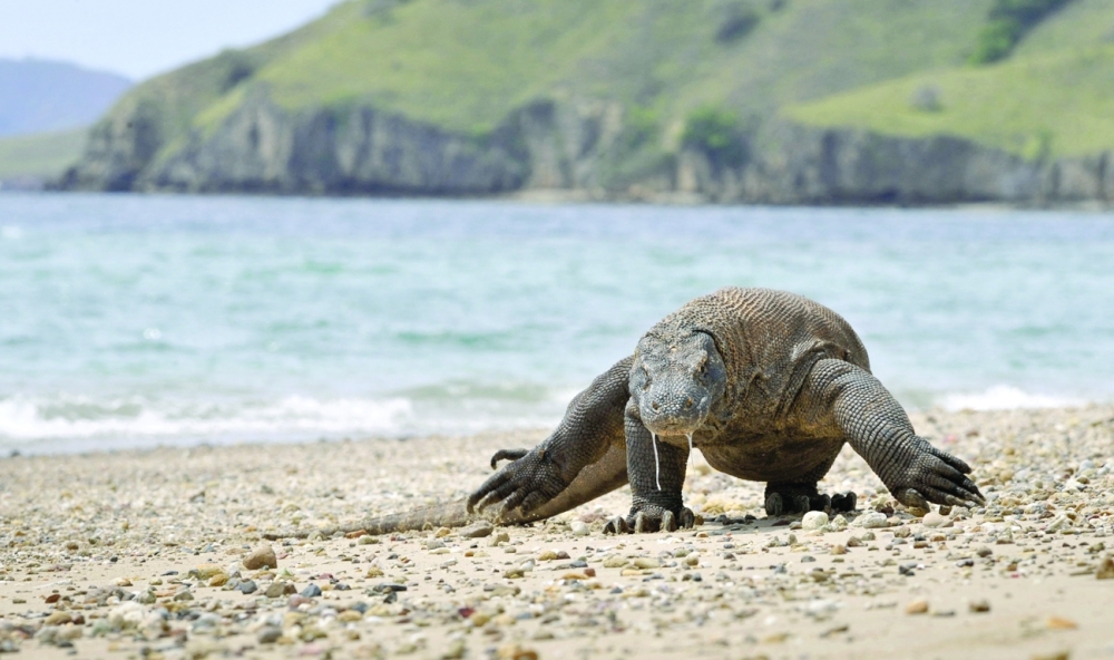 A Komodo Dragon searches the shore area of Komodo island for prey. About 28 per cent of the 138,000 species assessed by the International Union for the Conservation of Nature (IUCN) for its survival watchlist are now at risk of vanishing in the wild forever, as the destructive impact of human activity on the natural world deepens.