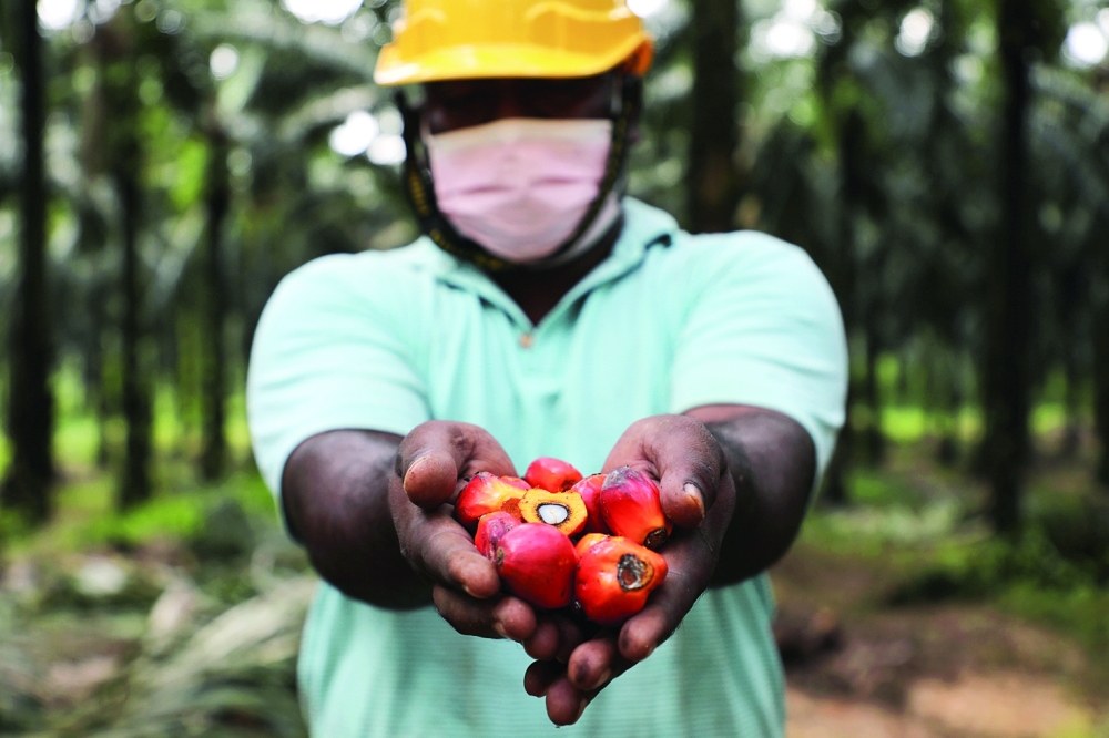 A worker holds palm oil fruits at an oil palm plantation in Slim River, Malaysia. - Reuters