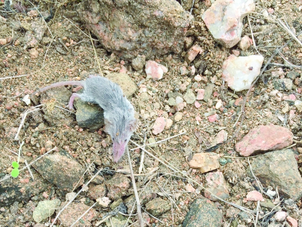Wild Mammal Crocidura Dhofarensis 1