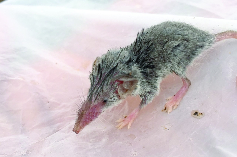 Wild Mammal Crocidura Dhofarensis 4