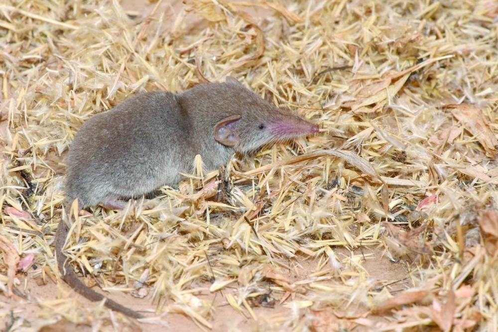 Wild Mammal Crocidura Dhofarensis 2