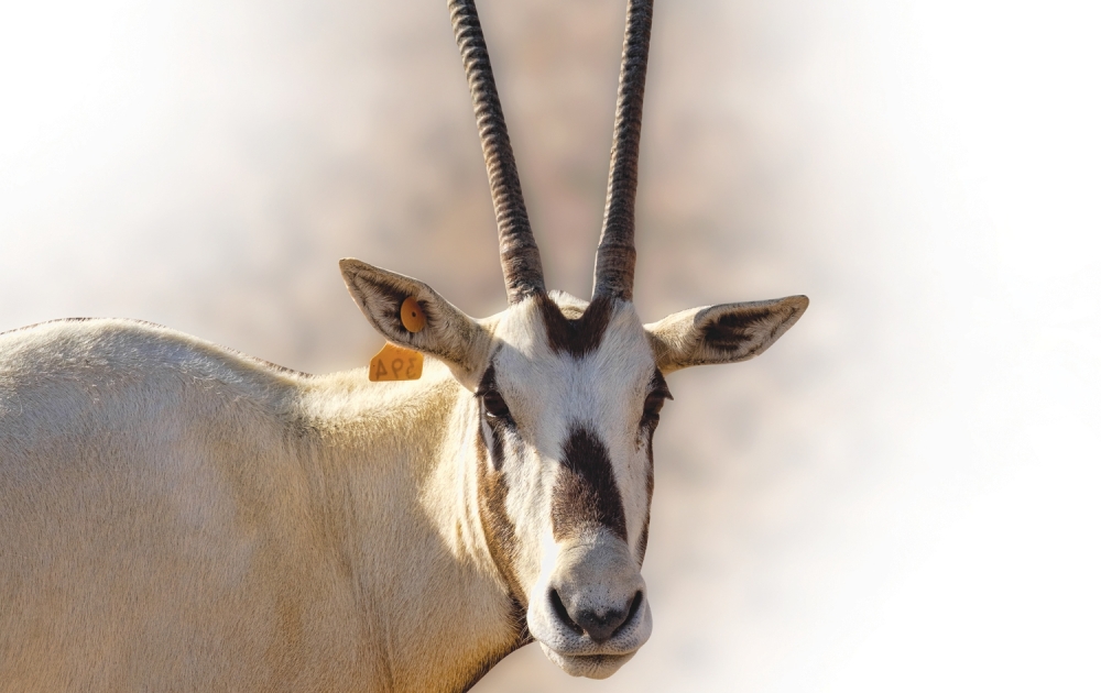 Arabian-oryx_cut