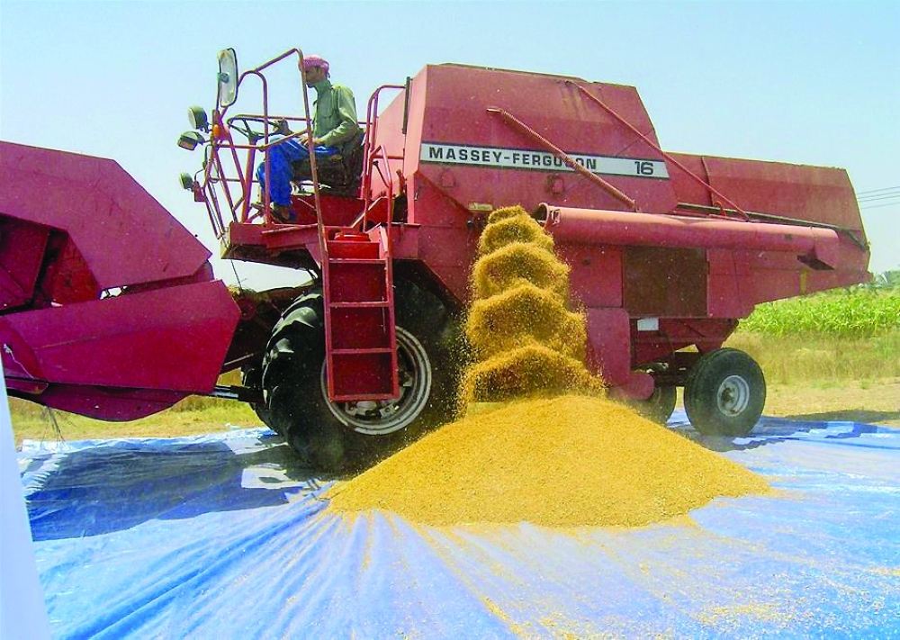 Wheat production
