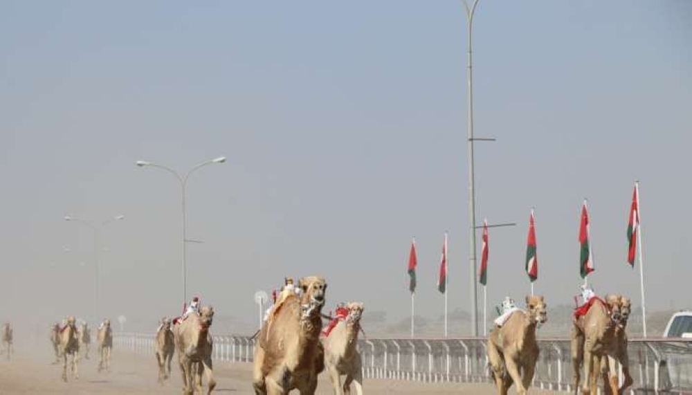 camel