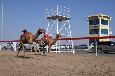 19th Annual Camel Racing Festival kicks off - Oman Observer