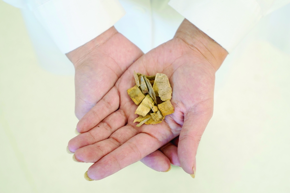 Wood from quillay trees contain a substance that can be used in Covid-19 vaccines. -- Reuters