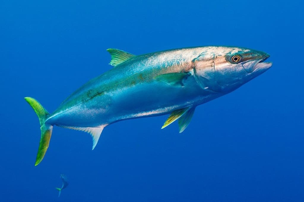 Oman lifts ban on kingfish fishing - Oman Observer