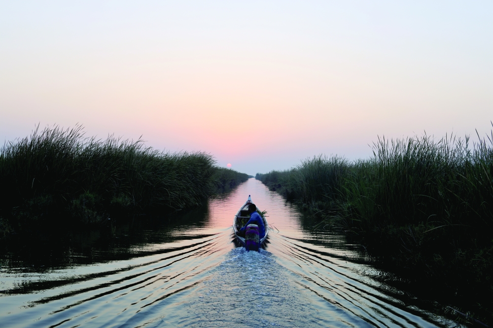 Mohammed Thamer Al-Baher drives his boat as he collects reeds at the Chebayesh marsh, Dhi Qar province, Iraq. -- Reuters