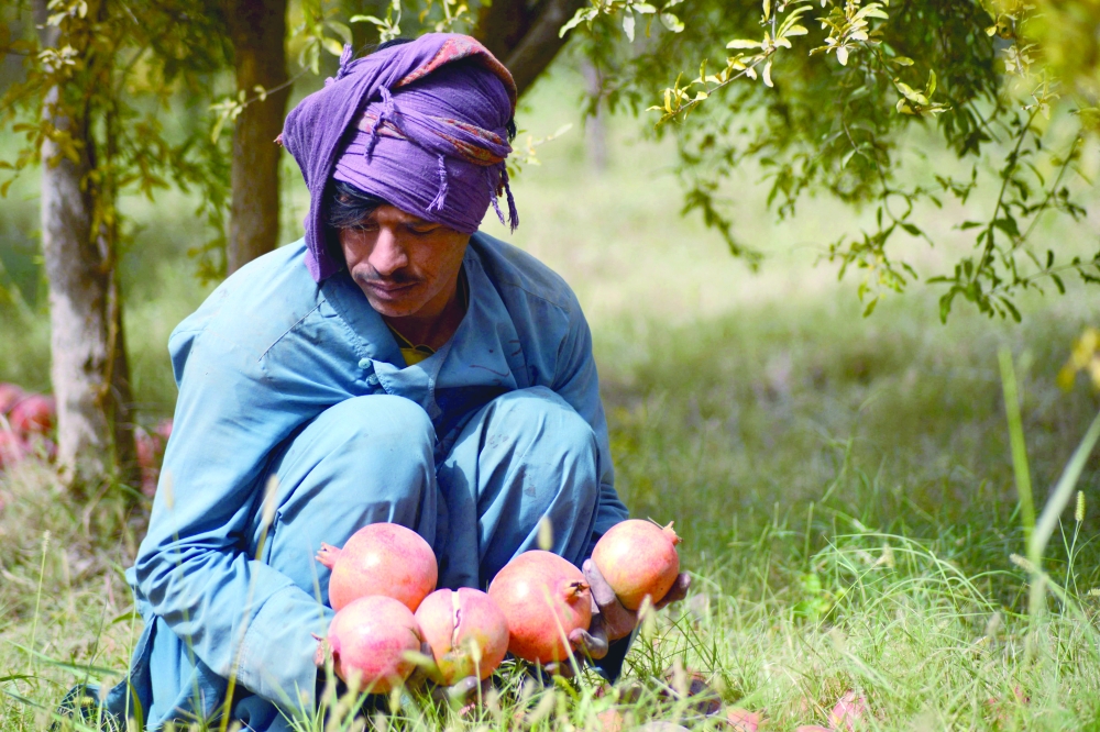 A worker harvests pomegranates at an orchard in Kandahar. - AFP
