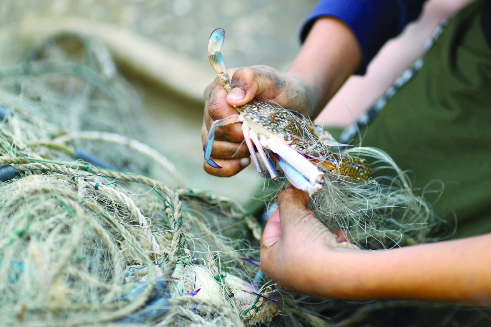 A Palestinian boy removes a crab from a net in Gaza City, on Wednesday. - Reuters