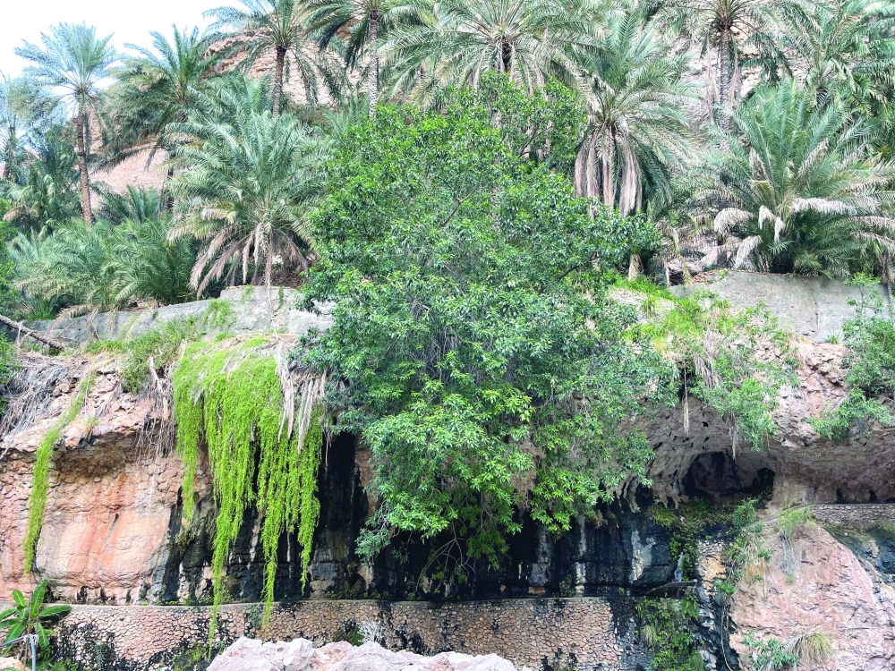 Jahal Village
