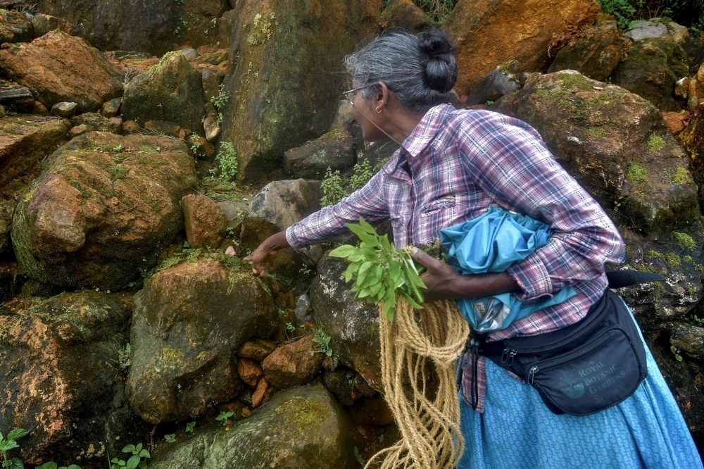 Laly Joseph, plant conservationist and ecosystem gardener at the Gurukula Botanical Sanctuary (GBS), points to a lithophyte plant growing under a rock at the GBS in Kerala's Wayanad District. 