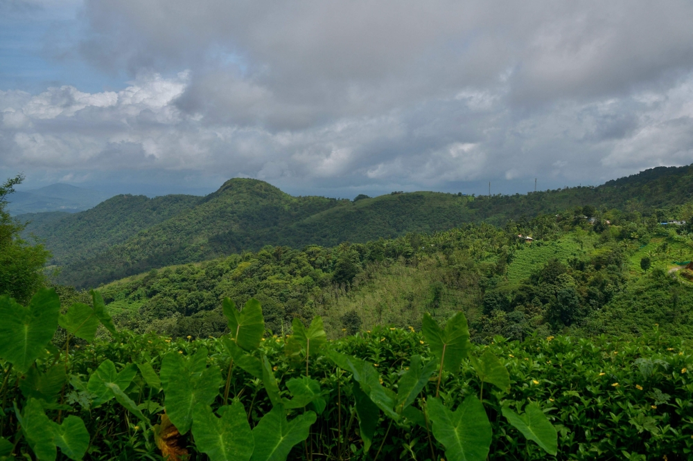 a tea plantation cultivated amidst a forest in the Western Ghat mountains in Kerala's Wayanad District. 