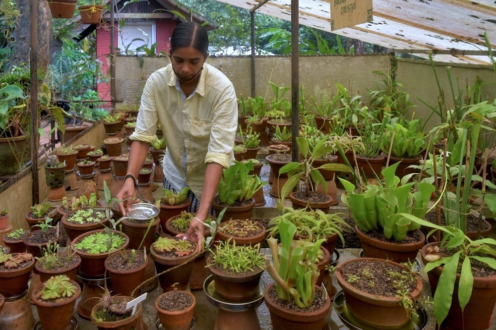 A worker replaces water from rare varieties of plants cultivated 