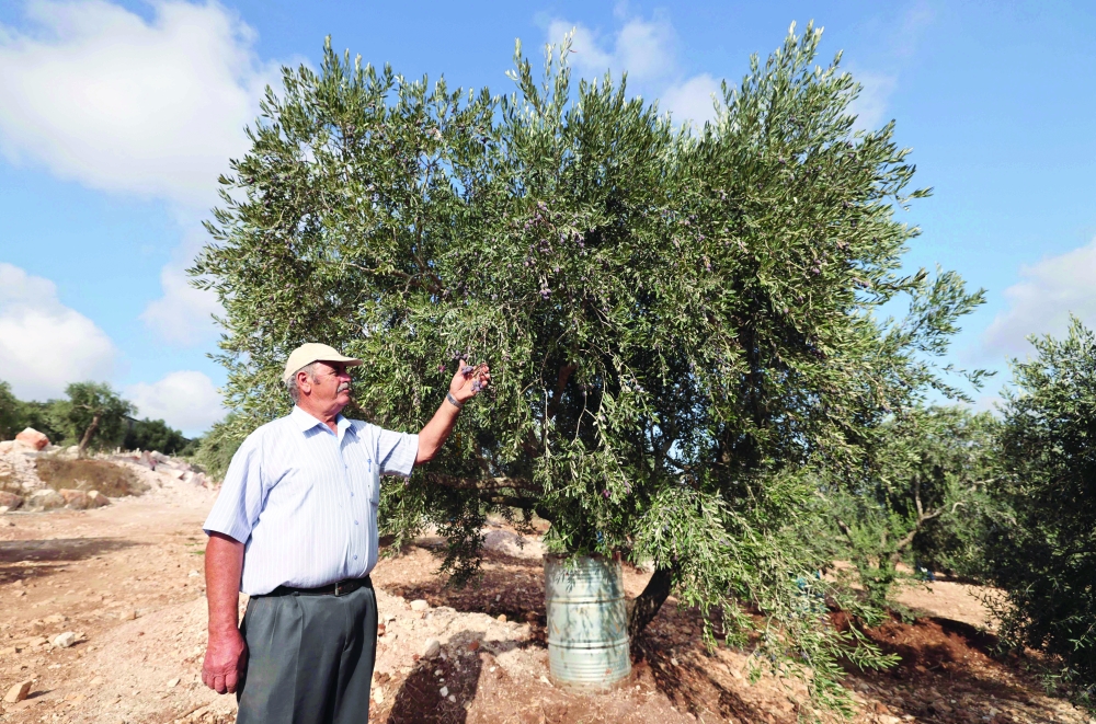 Mohammed Amer Hammoudi touches one of his irrigated olive tree in his orchard in the northern West Bank town of Asira al Shamaliya. - AFP