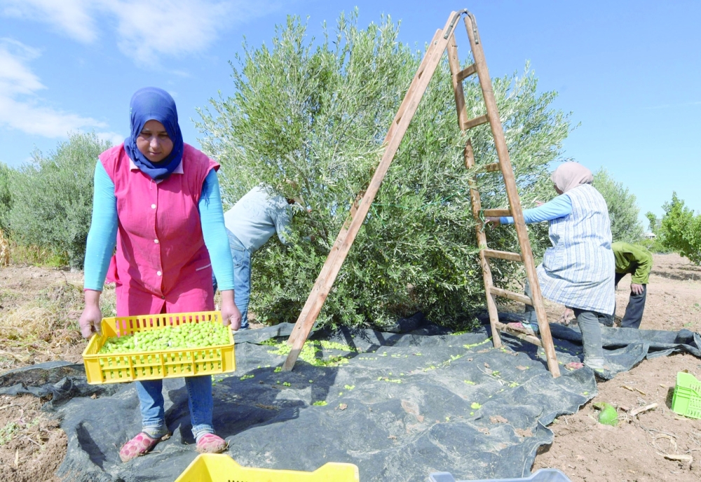 Farmers harvest olives at an organic grove in Oudhna, near Tunisia's capital Tunis. - AFP
