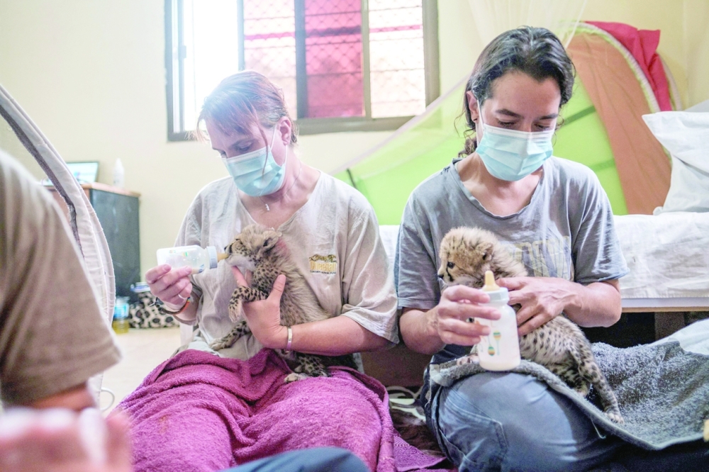 Members of the Cheetah Conservation Fund feed baby cheetahs in one of the facilities of the organisation in Hargeisa. -- AFP