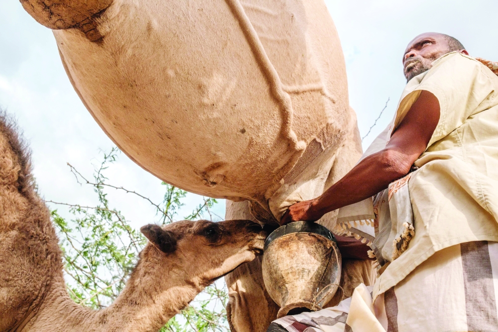 Milk, meat and might in Somalia, 'the camel is king' Oman Observer